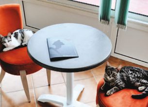 Boissons, restauration et ronronthérapie