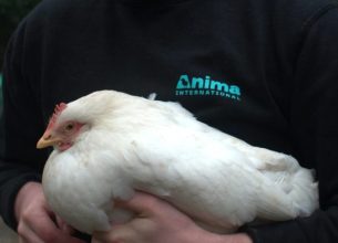 Les grossistes accélèrent la sortie des œufs de poules élevées en cage