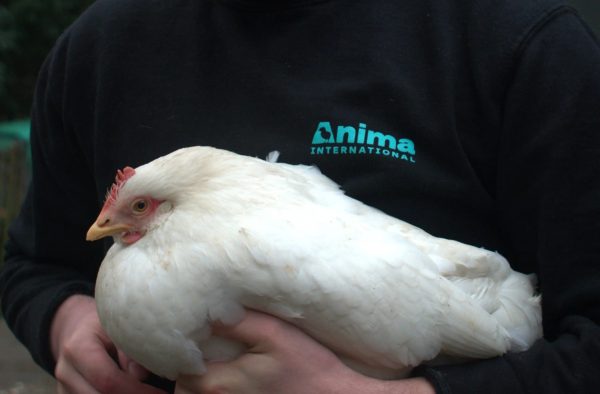 Les grossistes accélèrent la sortie des œufs de poules élevées en cage