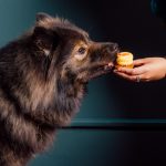 Journée mondiale du chien : ces hôtels et restaurants déroulent le tapis rouge aux compagnons à quatre pattes